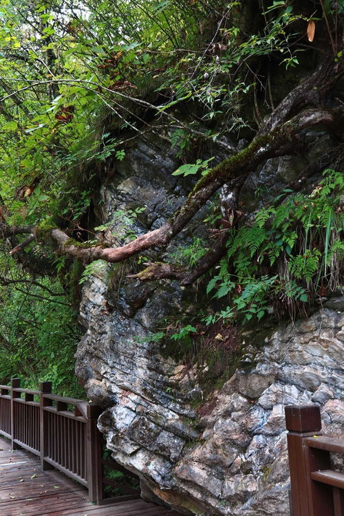 梦回甘南仙境，探秘官鹅沟——开启一场说走就走的自然与文化之旅